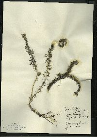 Myriophyllum sibiricum image