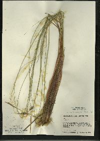 Carex lasiocarpa image