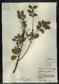 Betula pumila image