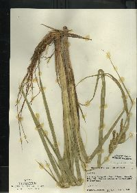 Carex comosa image