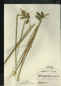 Carex comosa image