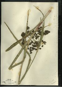 Scirpus microcarpus image