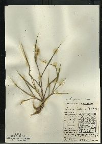 Setaria pumila subsp. pumila image