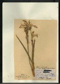 Iris virginica var. shrevei image