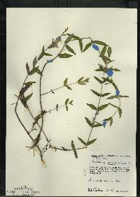 Scutellaria galericulata image