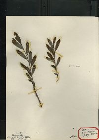 Salix pedicellaris image