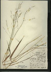 Festuca subverticillata image