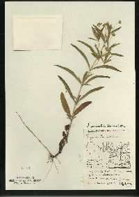 Lysimachia lanceolata image