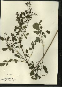 Thalictrum dasycarpum image