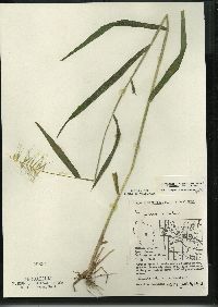 Elymus hystrix image