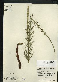 Equisetum fluviatile image