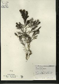 Ceratophyllum demersum image