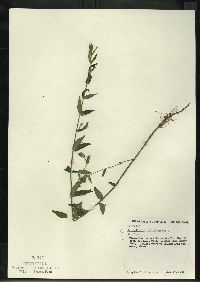 Scutellaria galericulata image