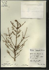 Picea mariana image