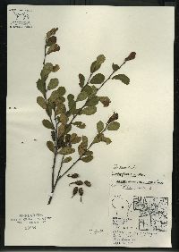 Betula pumila image