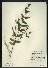 Scutellaria galericulata image