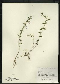 Scutellaria galericulata image