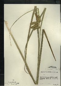 Carex comosa image