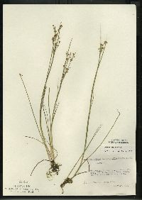 Juncus alpinoarticulatus image