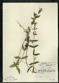 Scutellaria galericulata image