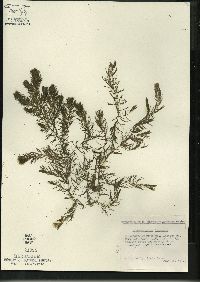 Ceratophyllum demersum image