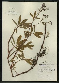 Comarum palustre image