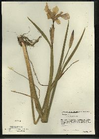 Iris versicolor image