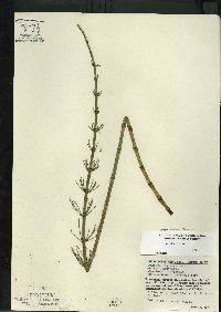 Equisetum fluviatile image