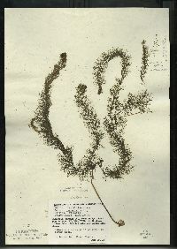 Utricularia gibba image