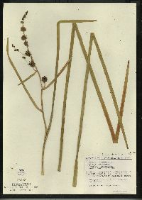 Sparganium eurycarpum image