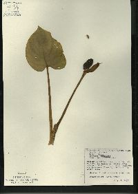 Calla palustris image