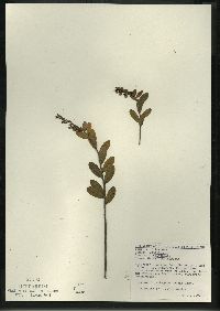 Chamaedaphne calyculata image