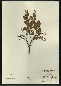 Chamaedaphne calyculata image