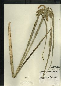 Carex comosa image