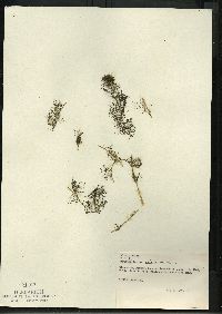 Myriophyllum sibiricum image