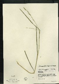 Glyceria septentrionalis image