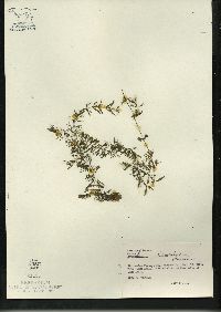 Ceratophyllum demersum image