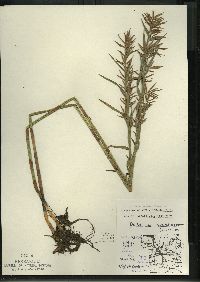 Dulichium arundinaceum var. arundinaceum image