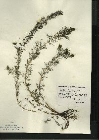 Myriophyllum sibiricum image