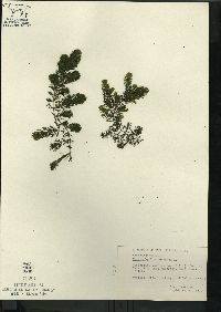 Ceratophyllum demersum image