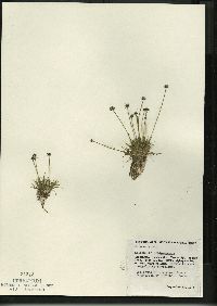 Eriocaulon aquaticum image