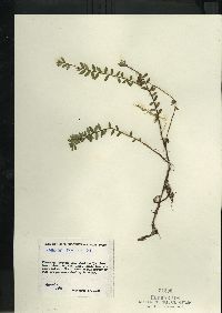 Vaccinium oxycoccos image