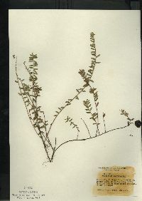 Vaccinium macrocarpon image