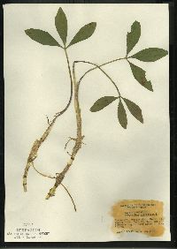 Menyanthes trifoliata image