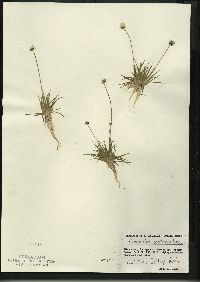 Eriocaulon aquaticum image