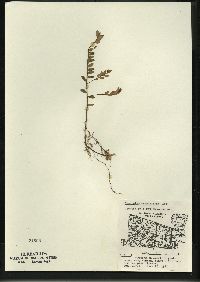 Vaccinium macrocarpon image