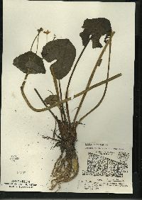 Caltha palustris image