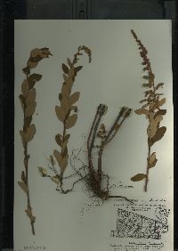 Spiraea tomentosa image