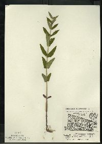 Scutellaria galericulata image