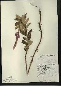 Spiraea tomentosa image